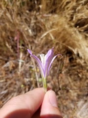 Brodiaea leptandra