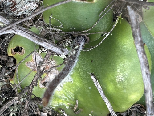 Tryphia Hair Orchid (Holothrix burchellii)
