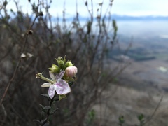 Teucrium bicolor