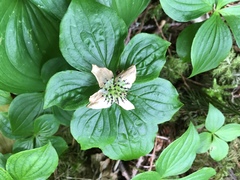 Cornus unalaschkensis
