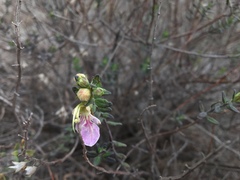 Teucrium bicolor
