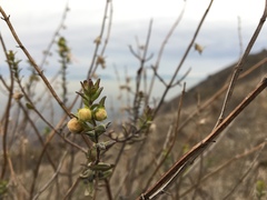 Teucrium bicolor