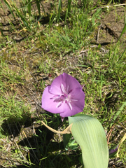 Calochortus nudus
