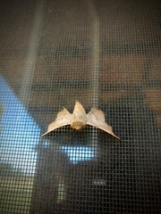 Cicinnus melsheimeri