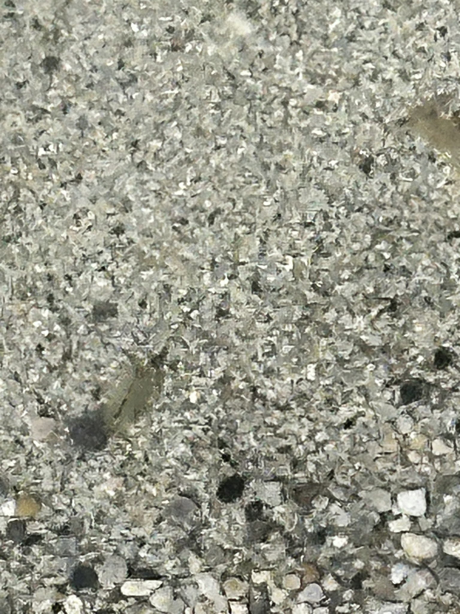 Artemia monica Verrill, 1869