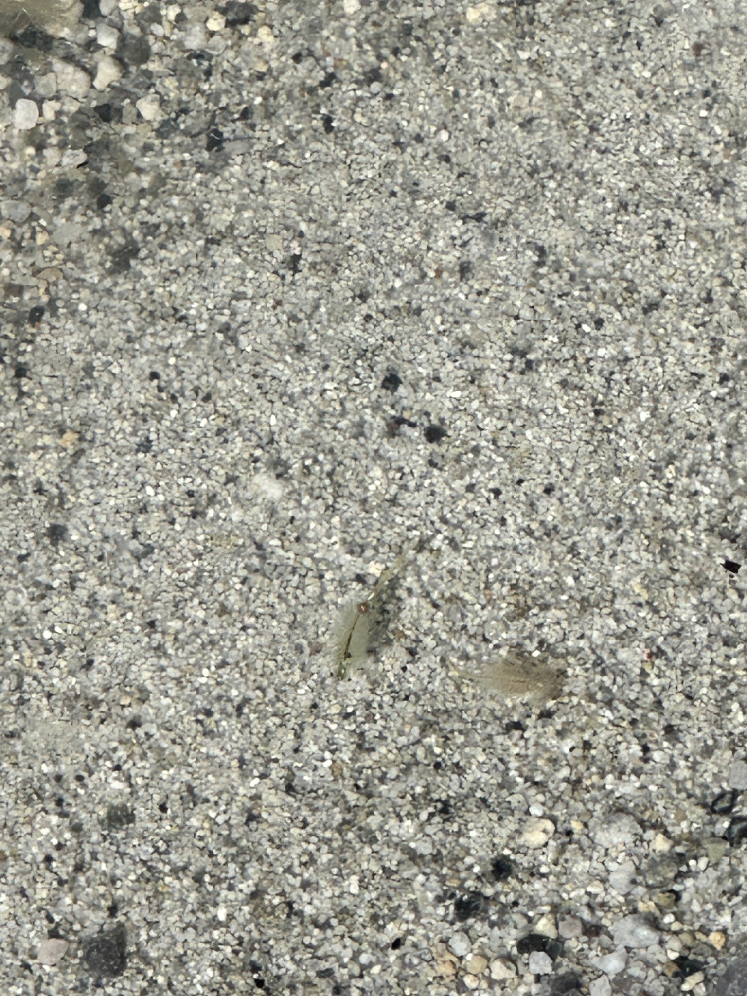 Artemia monica Verrill, 1869