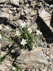 Cardamine resedifolia