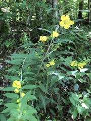Aureolaria grandiflora