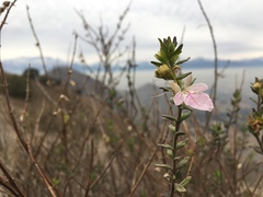 Teucrium bicolor