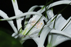 Cyana interrogationis