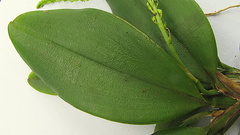 Notylia pubescens