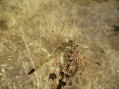 Sympetrum nigrifemur