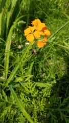 Erysimum × cheiri