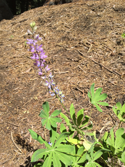 Lupinus burkei