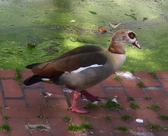 Alopochen aegyptiaca