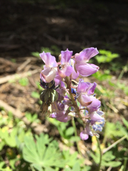 Lupinus burkei