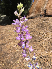 Lupinus burkei