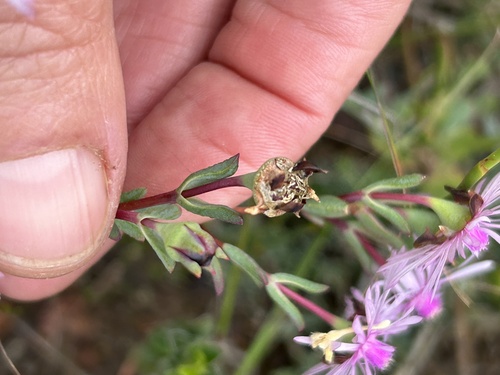 Image of Lampranthus emarginatoides by (c) Christina, some rights reserved (CC BY)
