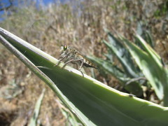 Promachus latitarsatus