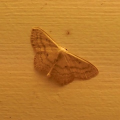 Scopula subpunctaria