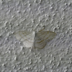 Scopula subpunctaria