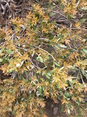 Quercus vacciniifolia