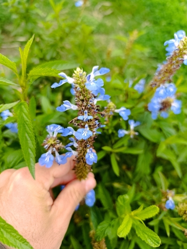 Salvia uliginosa