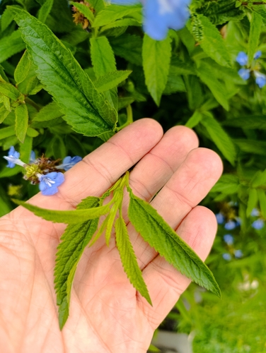 Salvia uliginosa