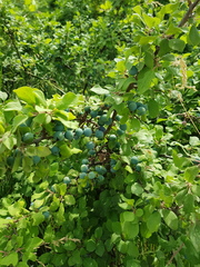 Prunus spinosa dasyphylla