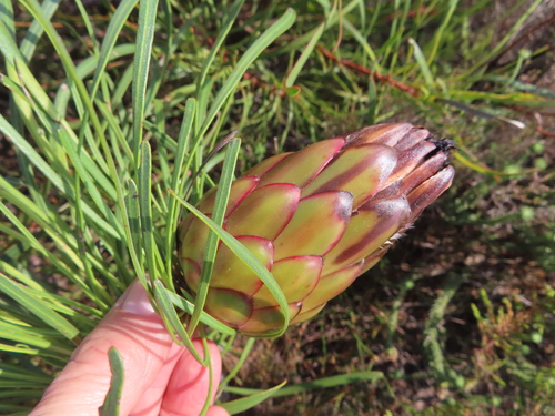 Image of Protea pudens by (c) linkie, some rights reserved (CC BY)