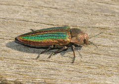 Buprestis striata