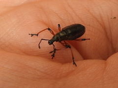 Chauliopleurus