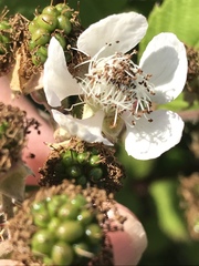 Rubus bifrons