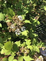 Rubus bifrons