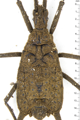 Chelonocoris acuminatus