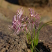 Nerine gaberonensis - Photo (c) Leigh Voigt, μερικά δικαιώματα διατηρούνται (CC BY-NC), uploaded by Leigh Voigt