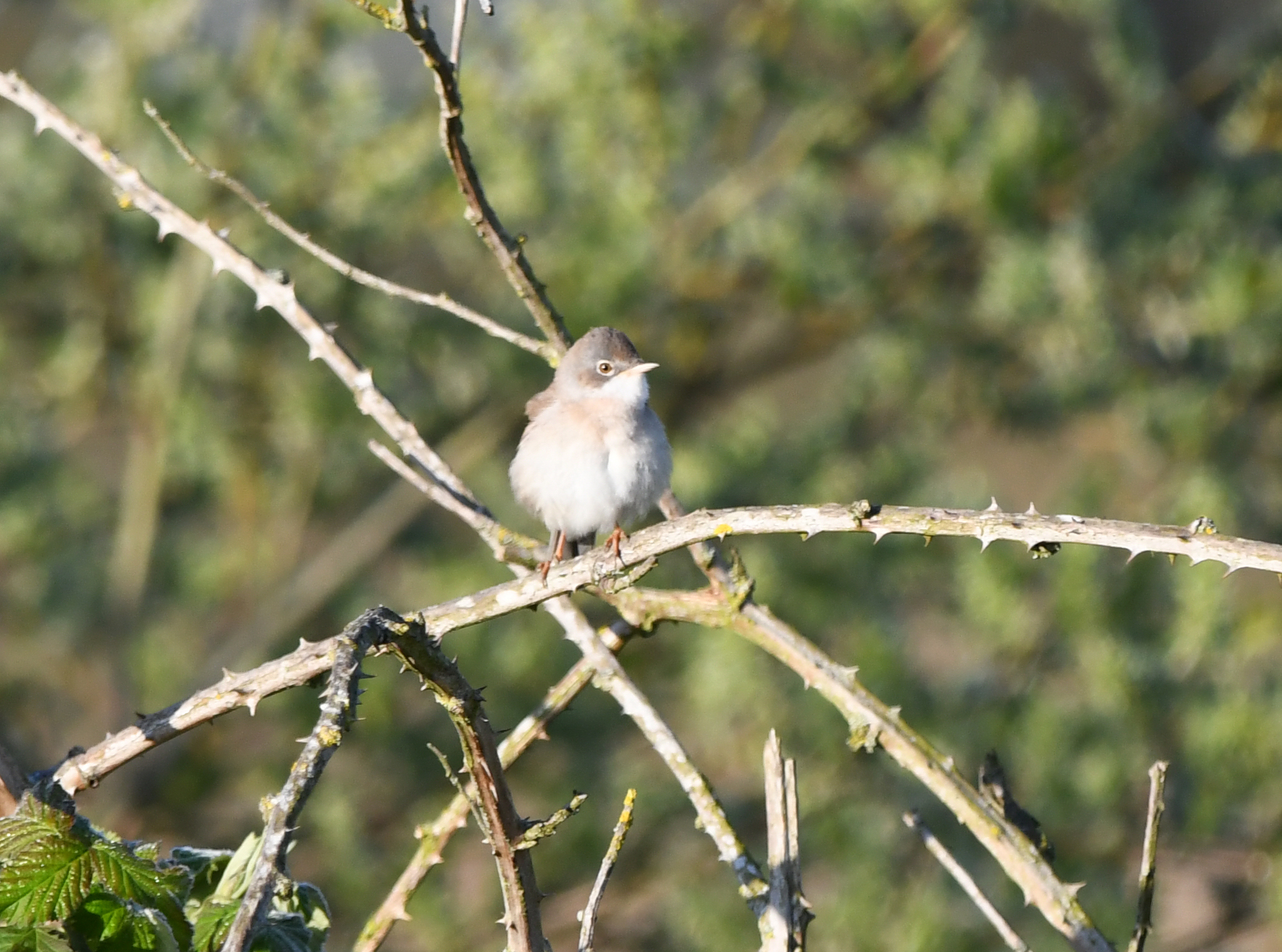 Common Whitethroat