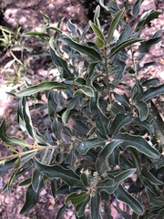 Euclea natalensis angustifolia