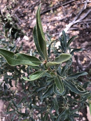Euclea natalensis angustifolia