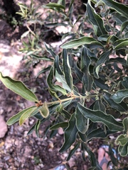 Euclea natalensis angustifolia