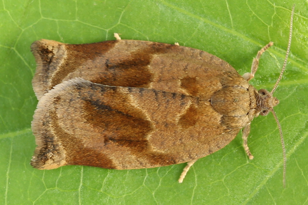 Brown Oak Tortrix