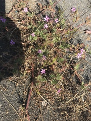 Erodium cicutarium
