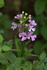 Platanthera peramoena
