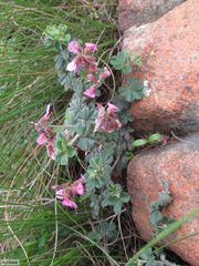 Indigofera mauritanica