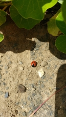 Coccinella septempunctata