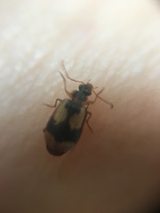 Lebia fuscata