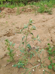 Atriplex oblongifolia