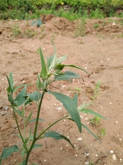 Atriplex oblongifolia