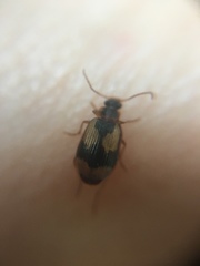 Lebia fuscata
