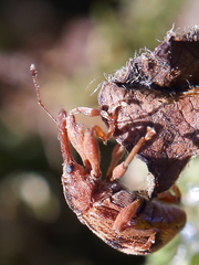 Anthonomus rectirostris